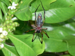 Trichonephila inaurata