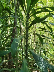 Dracaena fragrans