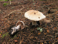 Cortinarius malachius