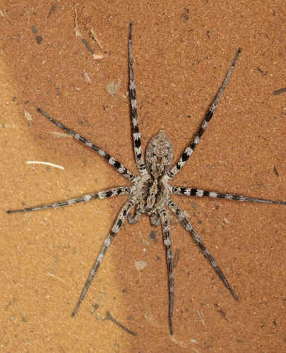 Ornamental Wandering Spider
