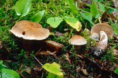 Cortinarius malachius
