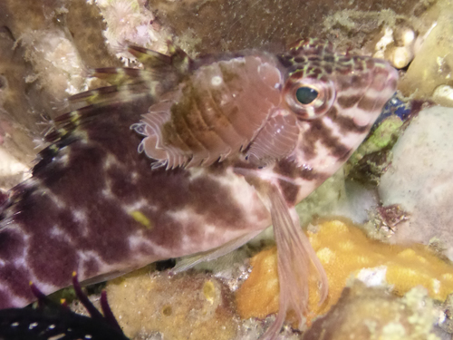 Threadfin Hawkfish — seen at this dive site