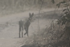 Leptailurus serval constantina