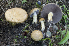 Stropharia scabella