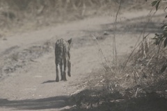 Leptailurus serval constantina