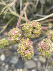 Acaena pinnatifida