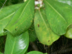 Trichonephila inaurata