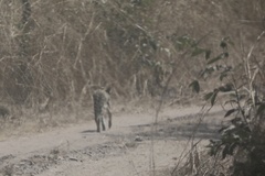 Leptailurus serval constantina