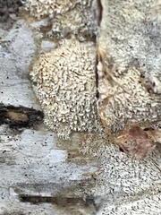 Basidioradulum radula