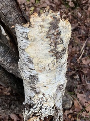 Basidioradulum radula