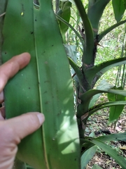 Dracaena fragrans