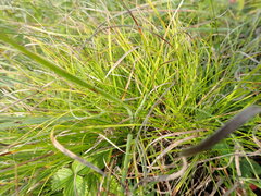 Carex humilis