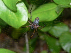 Trichonephila inaurata