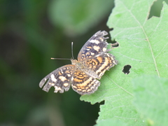 Anthanassa drusilla
