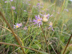 Aster amellus