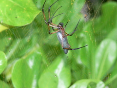 Trichonephila inaurata