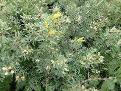 Chamaecytisus austriacus