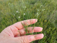 Asperula cynanchica