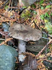 Lactarius pseudomucidus