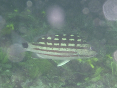 Lutjanus decussatus
