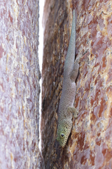 Phelsuma standingi