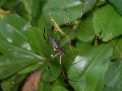 Trichonephila inaurata