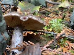 Lactarius pseudomucidus