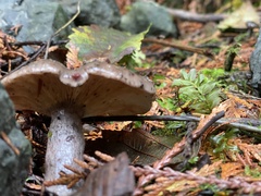Lactarius pseudomucidus