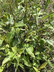 Chrysomela confluens