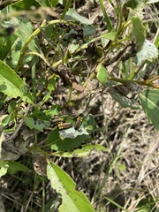 Chrysomela confluens