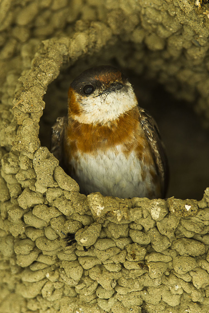 Chestnut-collared Swallow (Petrochelidon rufocollaris) photo