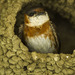 Chestnut-collared Swallow - Photo (c) Francesco Veronesi, some rights reserved (CC BY-SA)