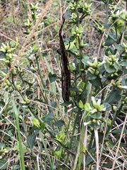 Anisomorpha buprestoides