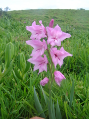 Gladiolus mortonius