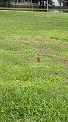 Colaptes campestris campestris