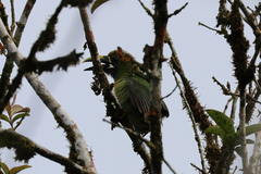 Aulacorhynchus prasinus