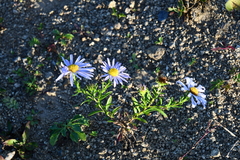 Aster hispidus