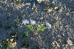 Aster hispidus