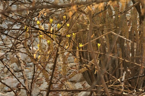 Euphorbia leistneri