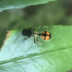 Traumatomutilla inermis