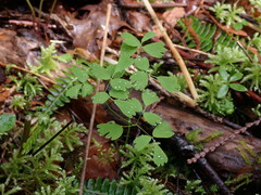 Thalictrum occidentale