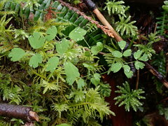 Thalictrum occidentale