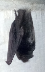 Barbastella barbastellus