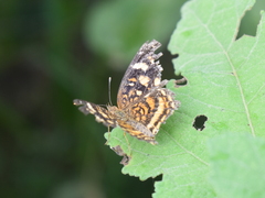 Anthanassa drusilla