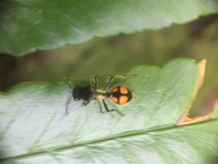 Traumatomutilla inermis