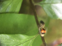 Traumatomutilla inermis