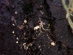 Lachnellula resinaria