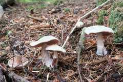 Cortinarius malachius