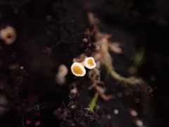 Lachnellula resinaria