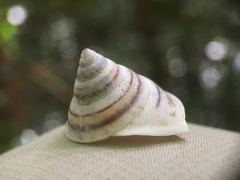 Oxychona bifasciata